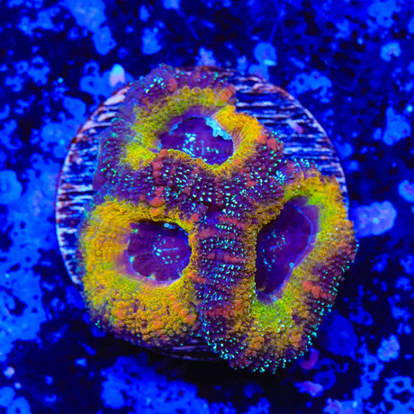 Rainbow Acan Coral