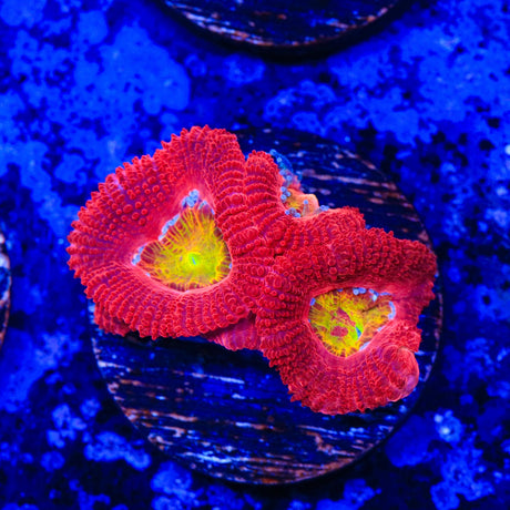 Yellow Center Rainbow Acan Coral