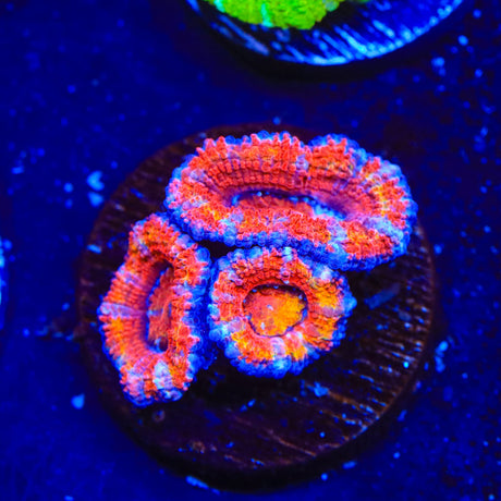 Rainbow Acan Coral