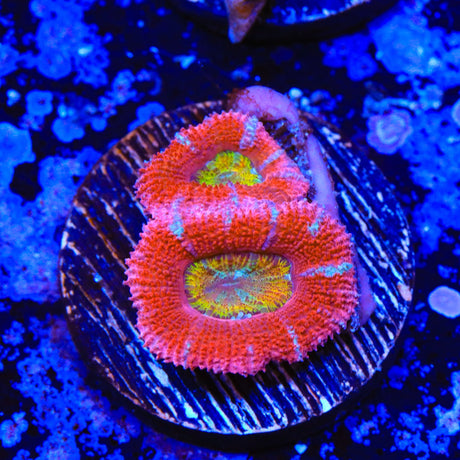 Yellow Center Rainbow Acan Coral