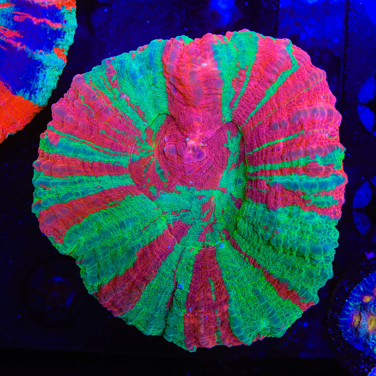 Bleeding Apple Scolymia Coral