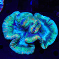 Rainbow Trachyphyllia Coral