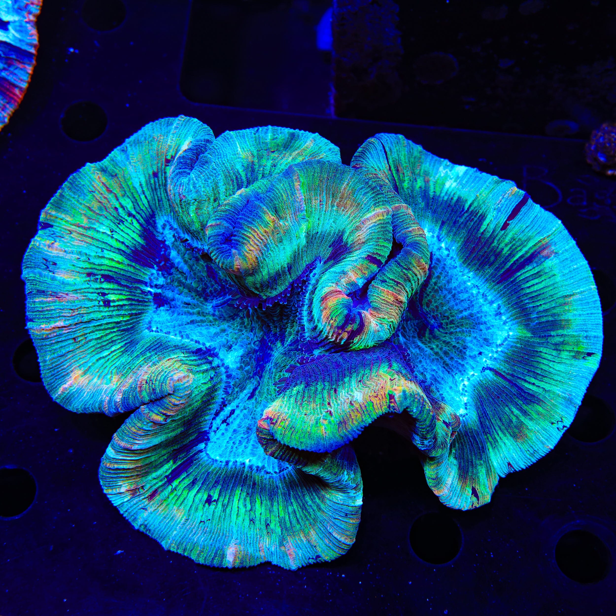 Rainbow Trachyphyllia Coral