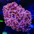 Plum Wall Hammer Coral