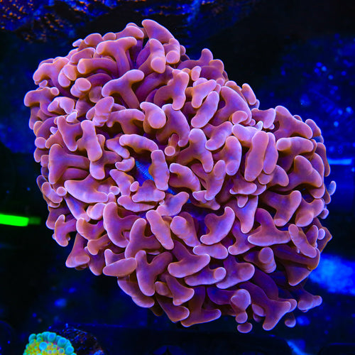 Plum Wall Hammer Coral