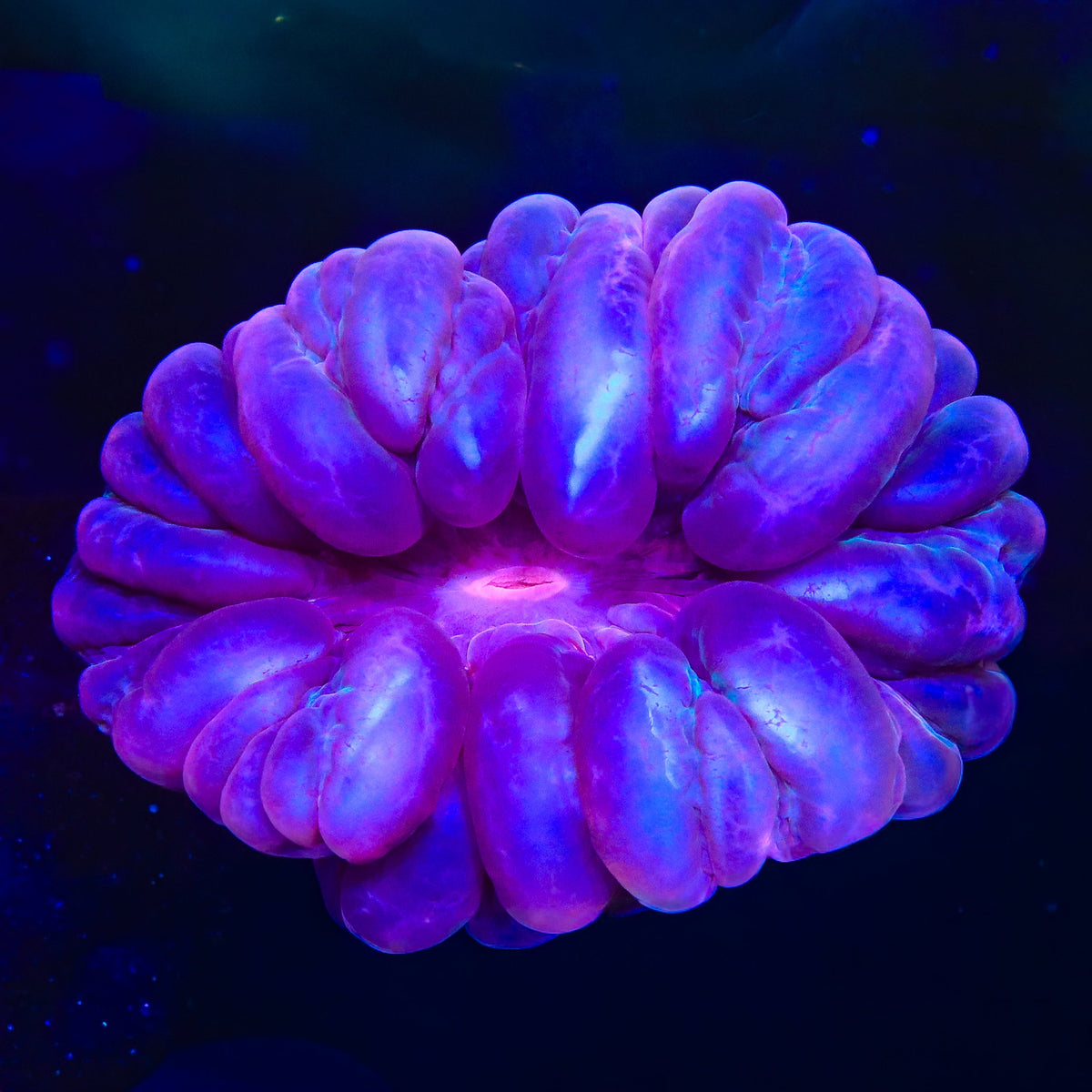Purple Cynarina Coral