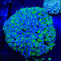 Blue Tip Wall Hammer Coral