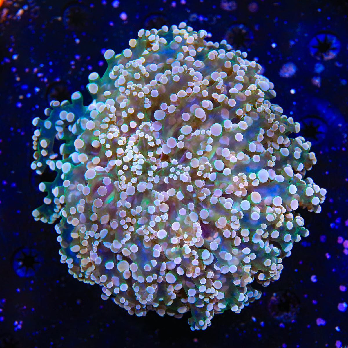 Pink Frogspawn Wall Coral