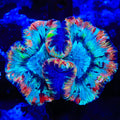 Ultra Rainbow Trachyphyllia Coral