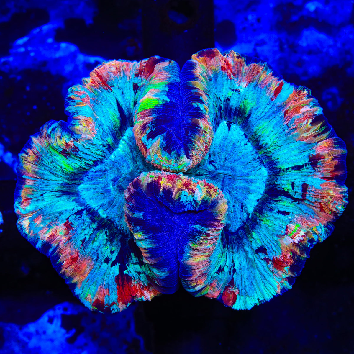 Ultra Rainbow Trachyphyllia Coral
