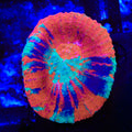 Master Scolymia Coral