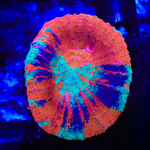 Master Scolymia Coral