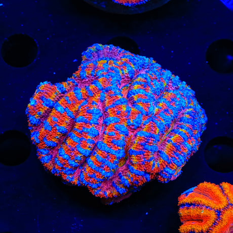 Rainbow Acan Colony Coral