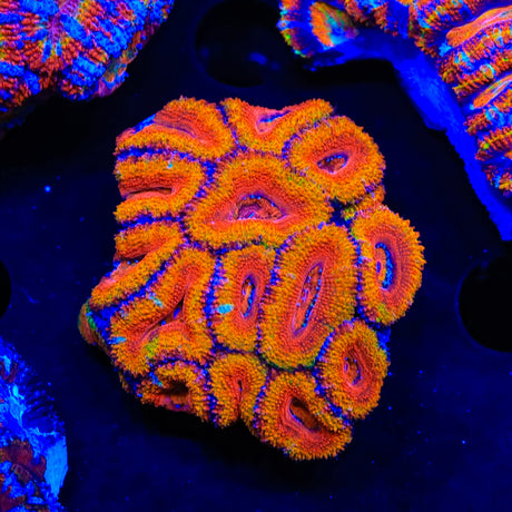 Rainbow Acan Colony Coral