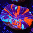 Warpaint Scolymia Coral