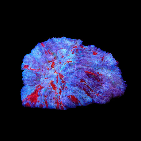 Ultra Australomussa Coral