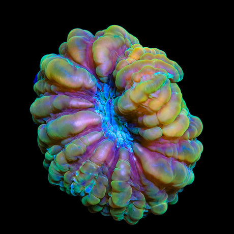 Rainbow Cynarina Coral