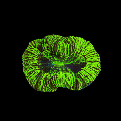 Neon Trachyphyllia Coral