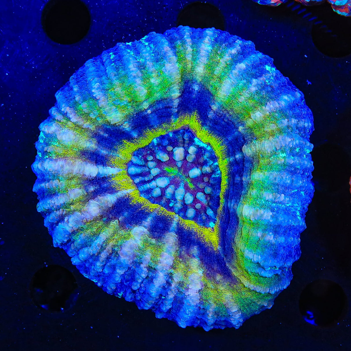 Ultra UFO Scolymia Coral