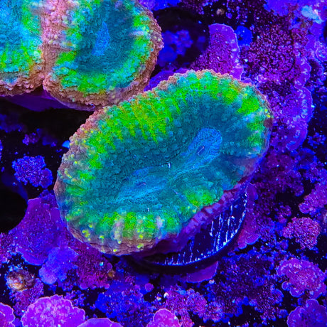 Rainbow Lobophyllia Coral