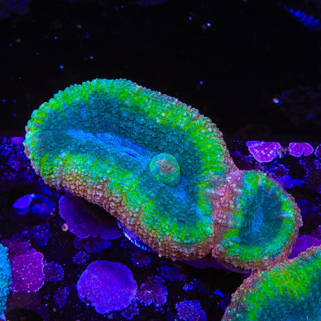 Rainbow Lobophyllia Coral