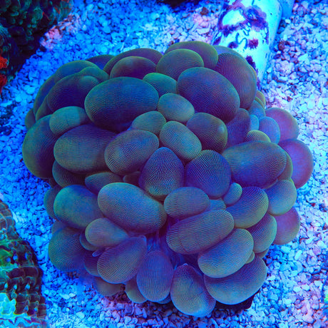 Ultra Bubble Coral