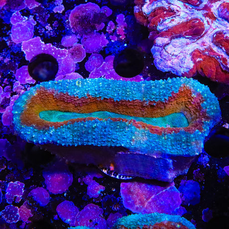 Ultra Lobophyllia Coral