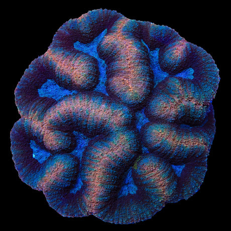 Rainbow Lobophyllia Coral
