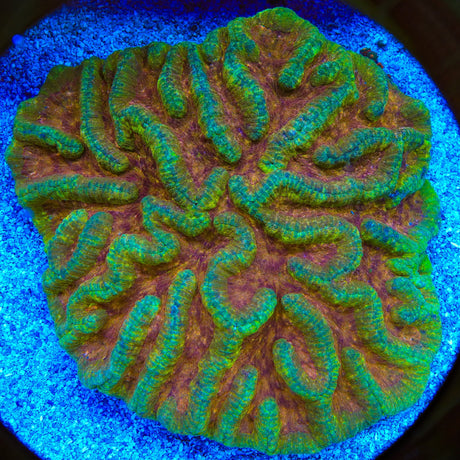 Ultra Symphyllia Coral