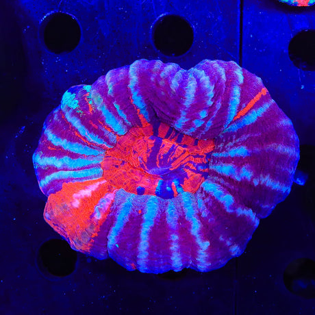 Ultra Scolymia Coral