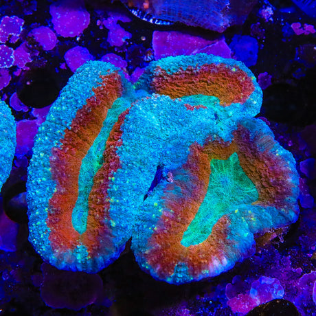 Ultra Lobophyllia Coral