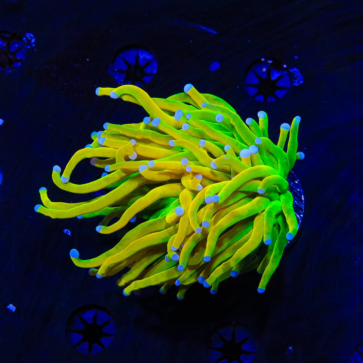 TSA Holy Grail Torch Coral – Top Shelf Aquatics