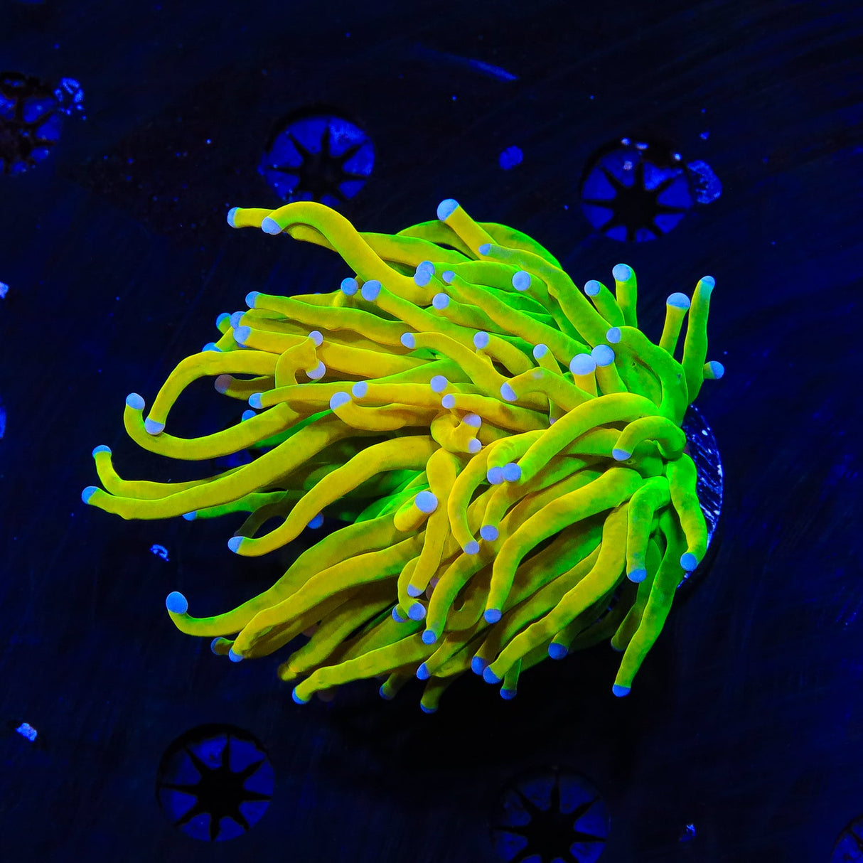 TSA Holy Grail Torch Coral