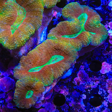 Rainbow Lobophyllia Coral