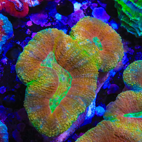 Rainbow Lobophyllia Coral