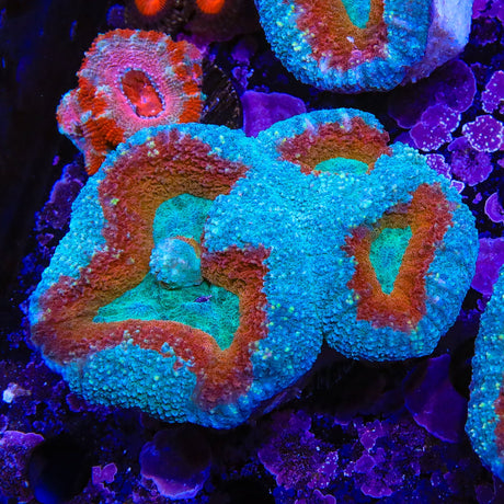 Ultra Lobophyllia Coral