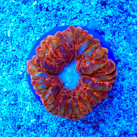 Rainbow Acanthophyllia Coral