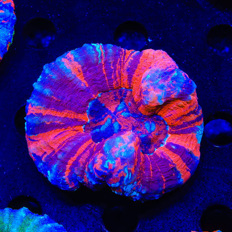 Warpaint Scolymia Coral