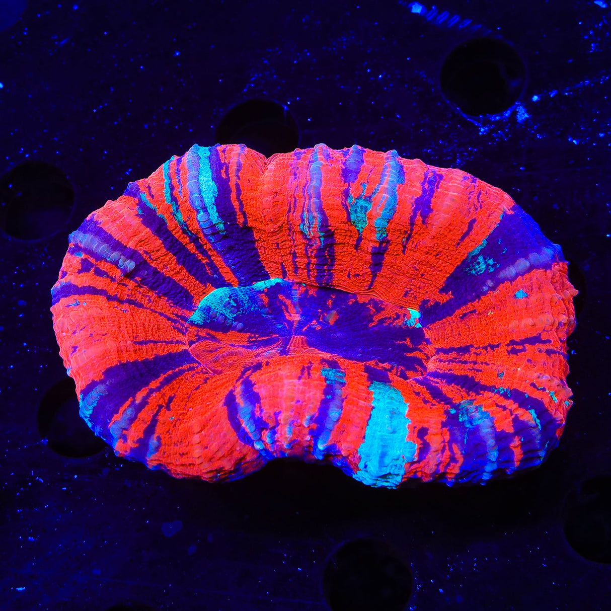 Warpaint Scolymia Coral