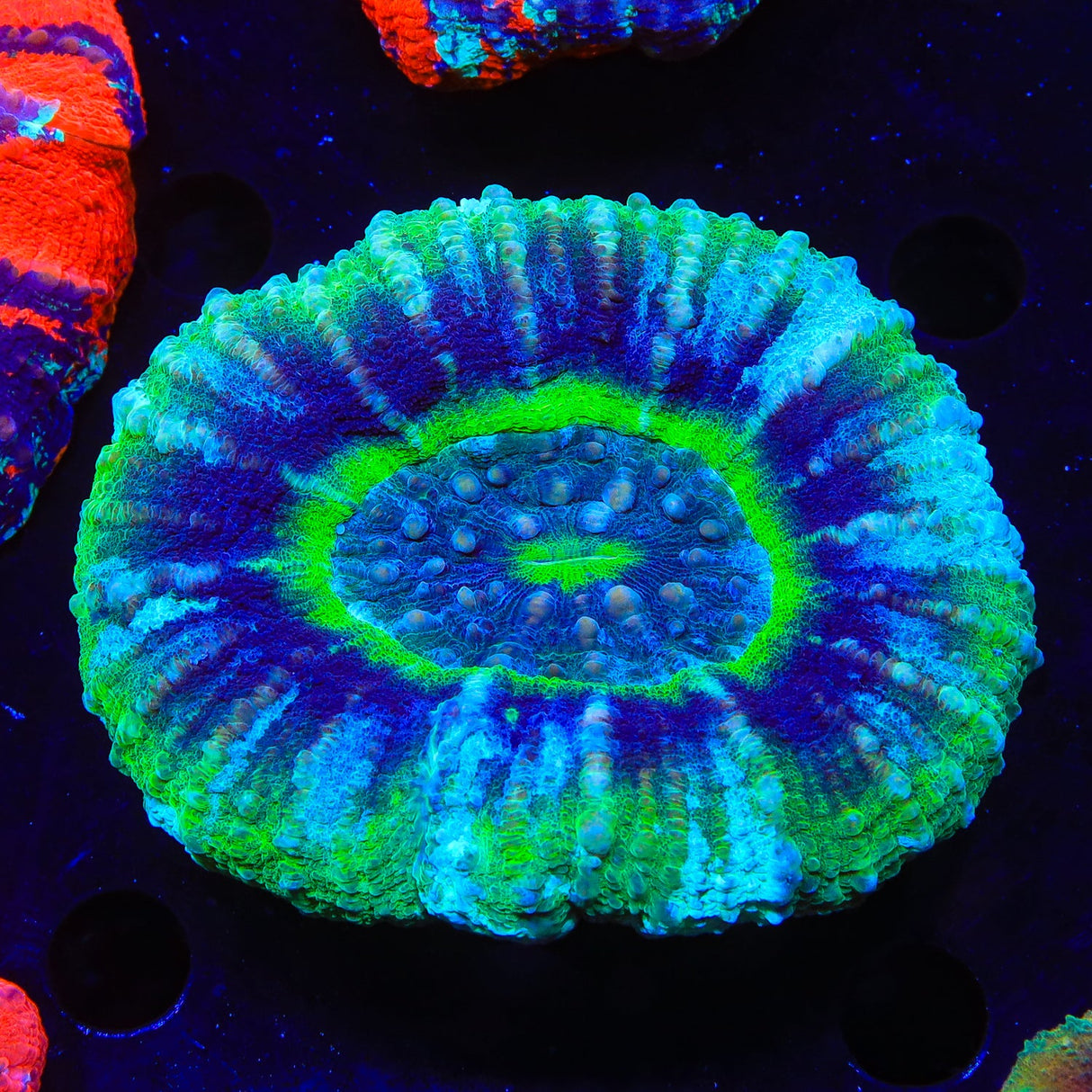 UFO Scolymia Coral