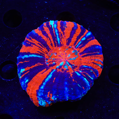 Warpaint Scolymia Coral