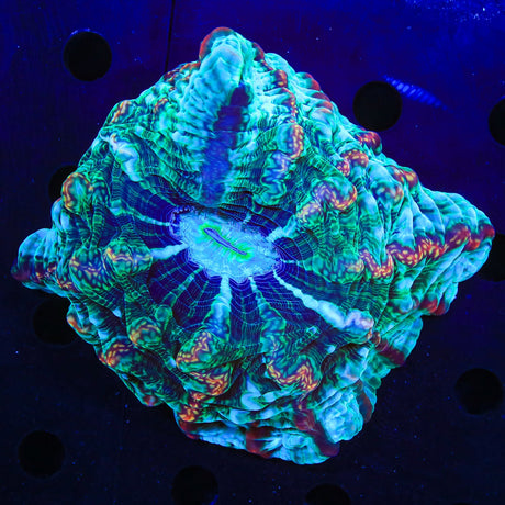 Rainbow Indophyllia Coral