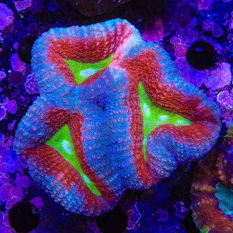 Ultra Lobophyllia Coral