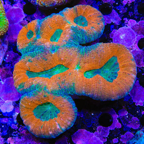 Rainbow Lobophyllia Coral