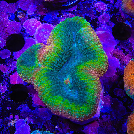 Rainbow Lobophyllia Coral