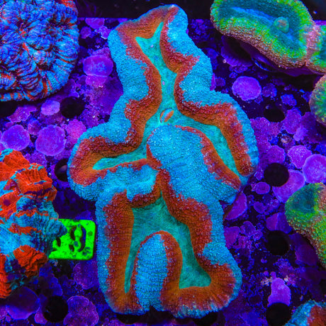 Ultra Lobophyllia Coral