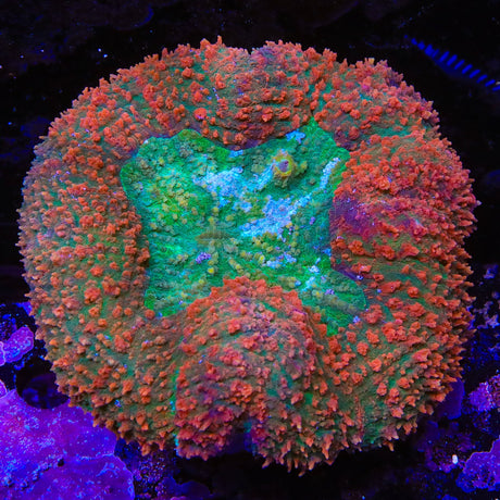 Rainbow Lobophyllia Coral