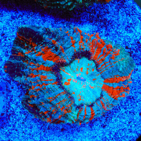 Crazy Rainbow Cynarina Coral