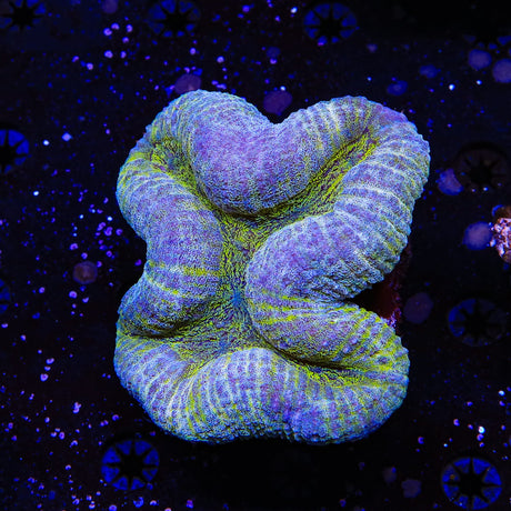 Ultra Lobophyllia Coral