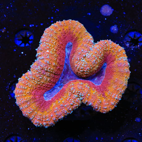 Rainbow Lobophyllia Coral